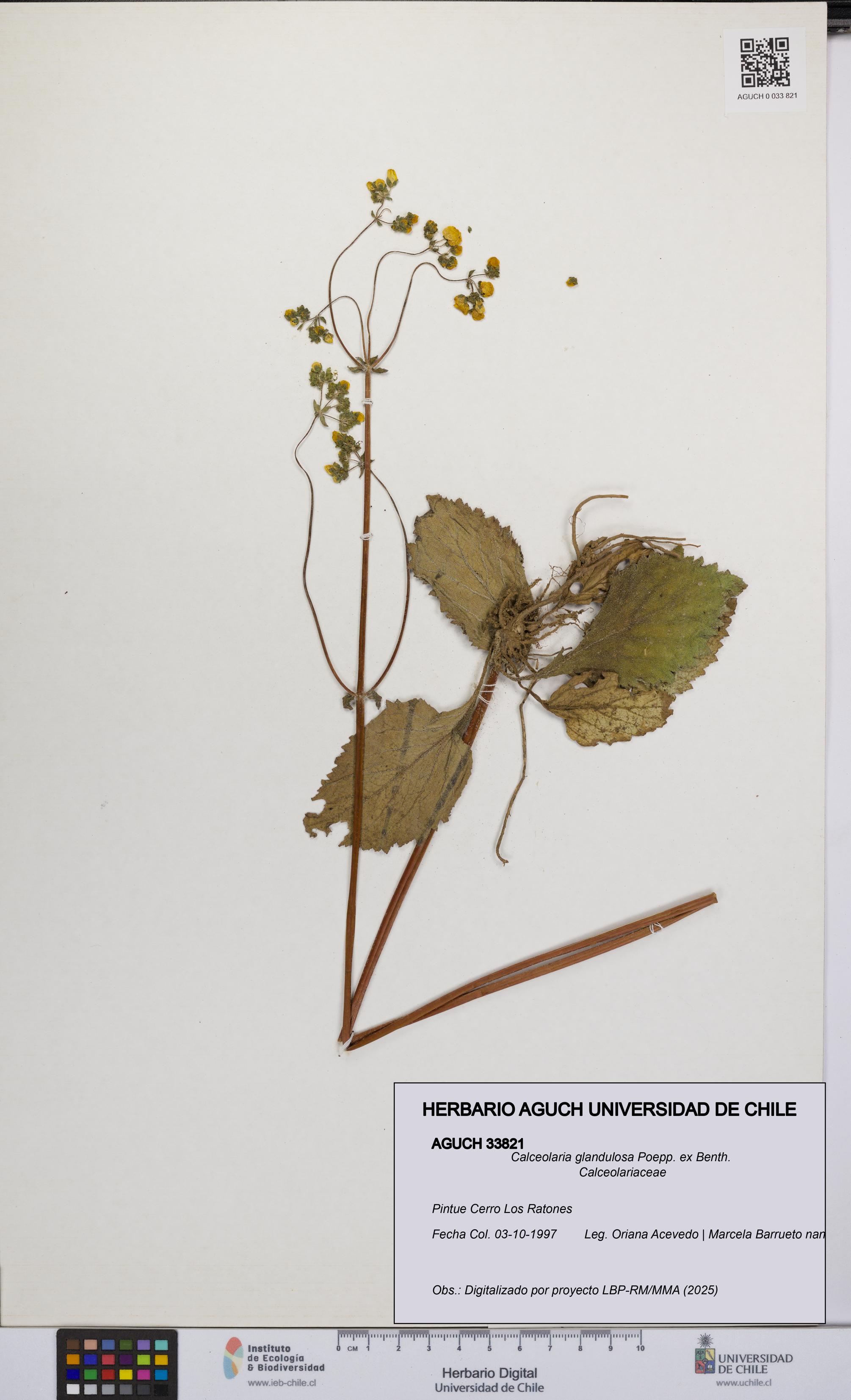 Calceolaria glandulosa [Espécimen: UCH:AGUCH:0033821]