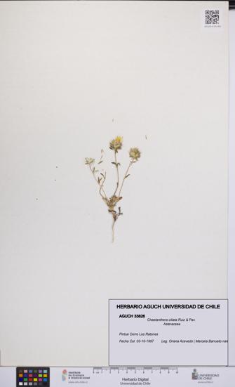 Chaetanthera ciliata [Espécimen: UCH:AGUCH:0033826]