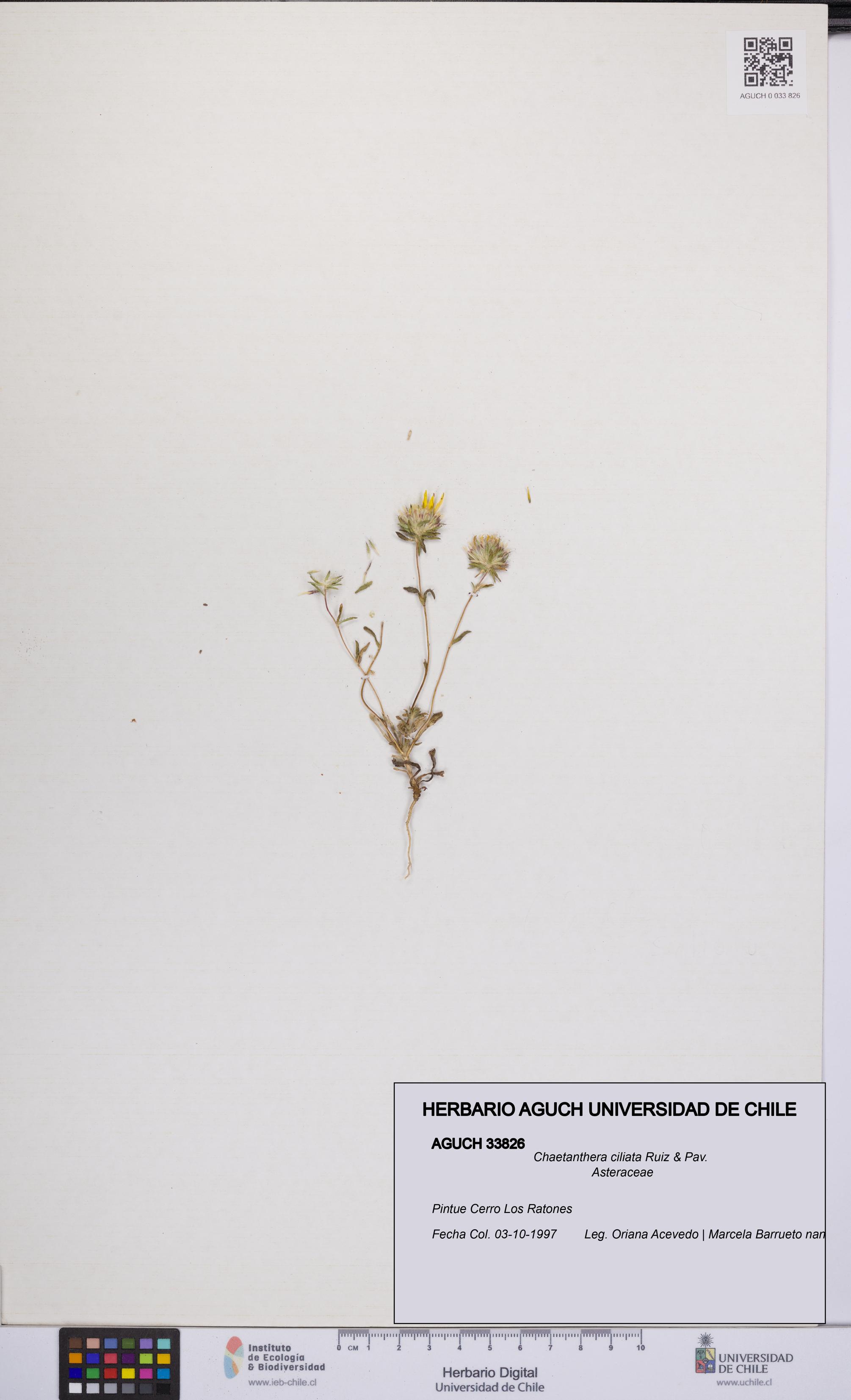 Chaetanthera ciliata [Espécimen: UCH:AGUCH:0033826]