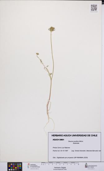 Daucus pusillus [Espécimen: UCH:AGUCH:0033831]