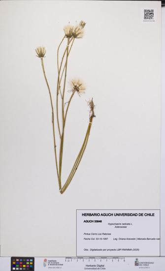 Hypochaeris radicata [Espécimen: UCH:AGUCH:0033846]