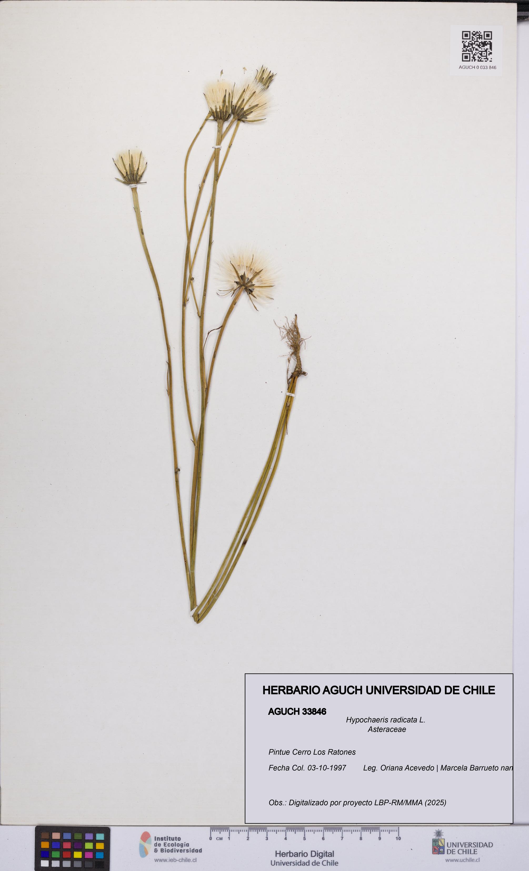 Hypochaeris radicata [Espécimen: UCH:AGUCH:0033846]