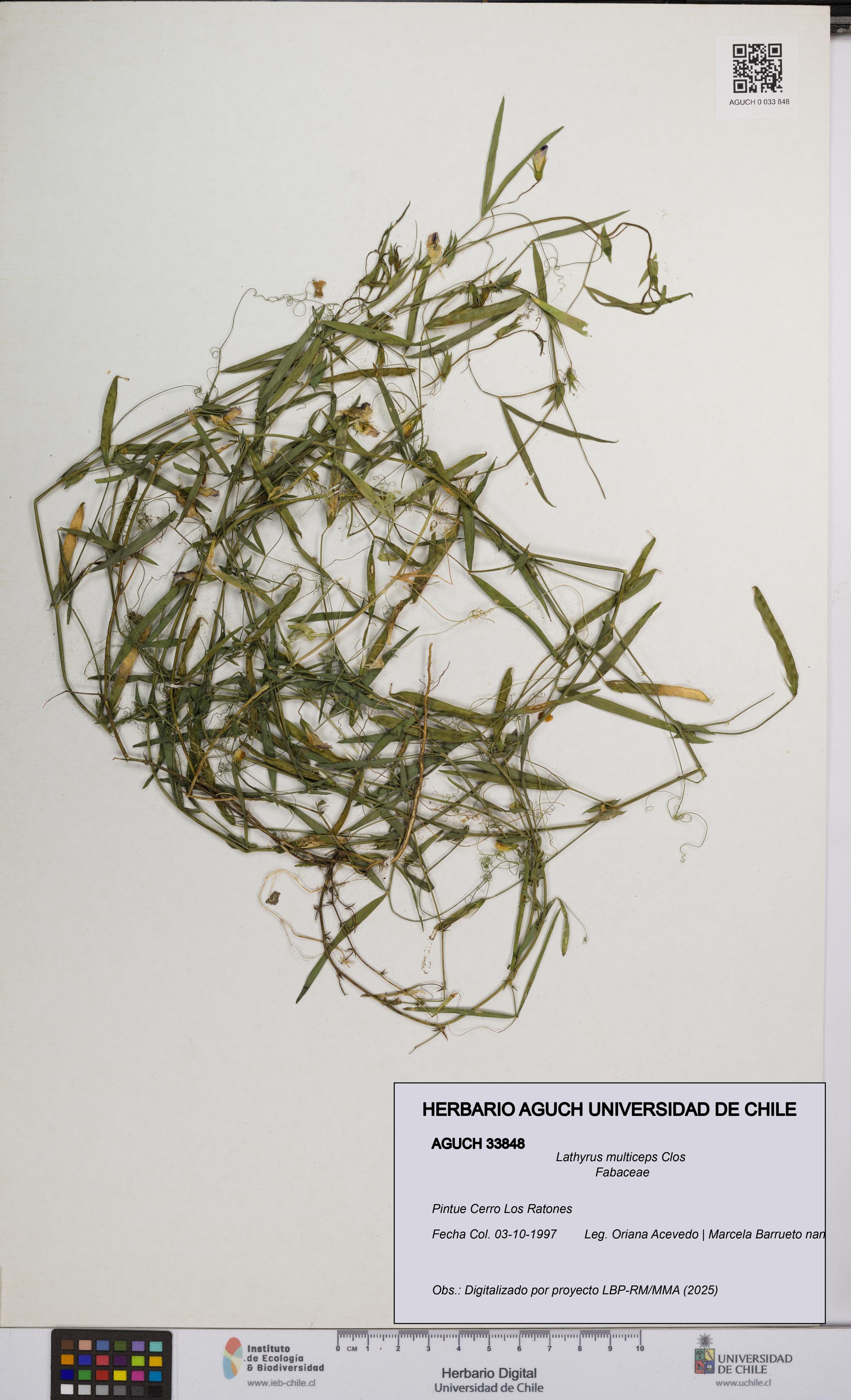 Lathyrus multiceps [Espécimen: UCH:AGUCH:0033848]