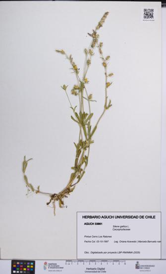 Silene gallica [Espécimen: UCH:AGUCH:0033861]
