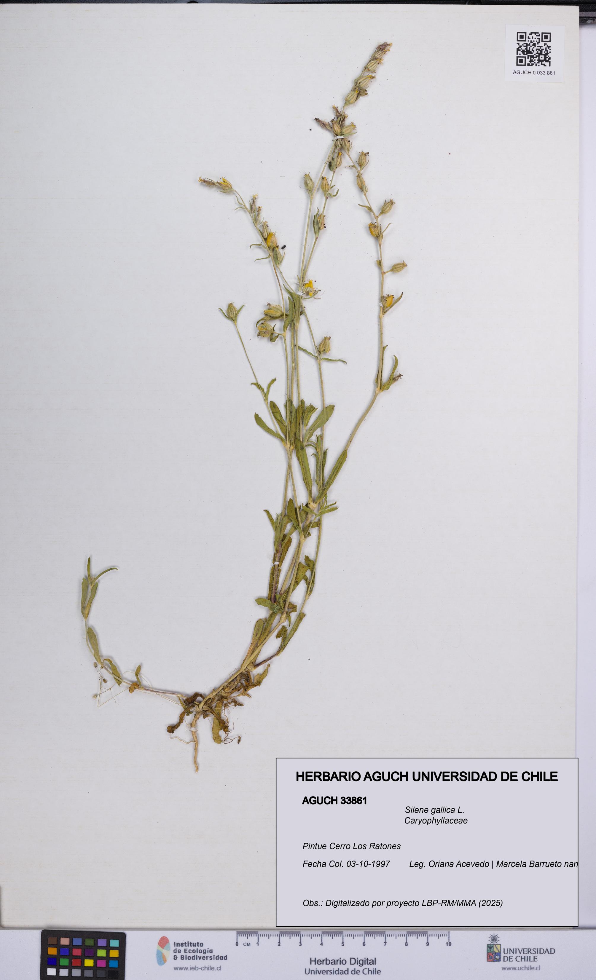Silene gallica [Espécimen: UCH:AGUCH:0033861]