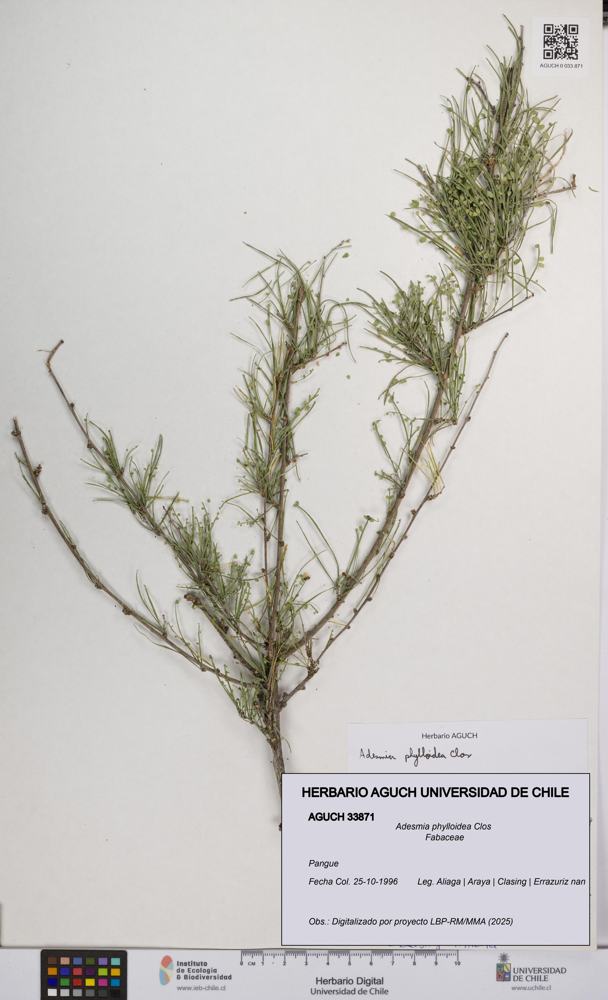 Adesmia phylloidea [Espécimen: UCH:AGUCH:0033871]