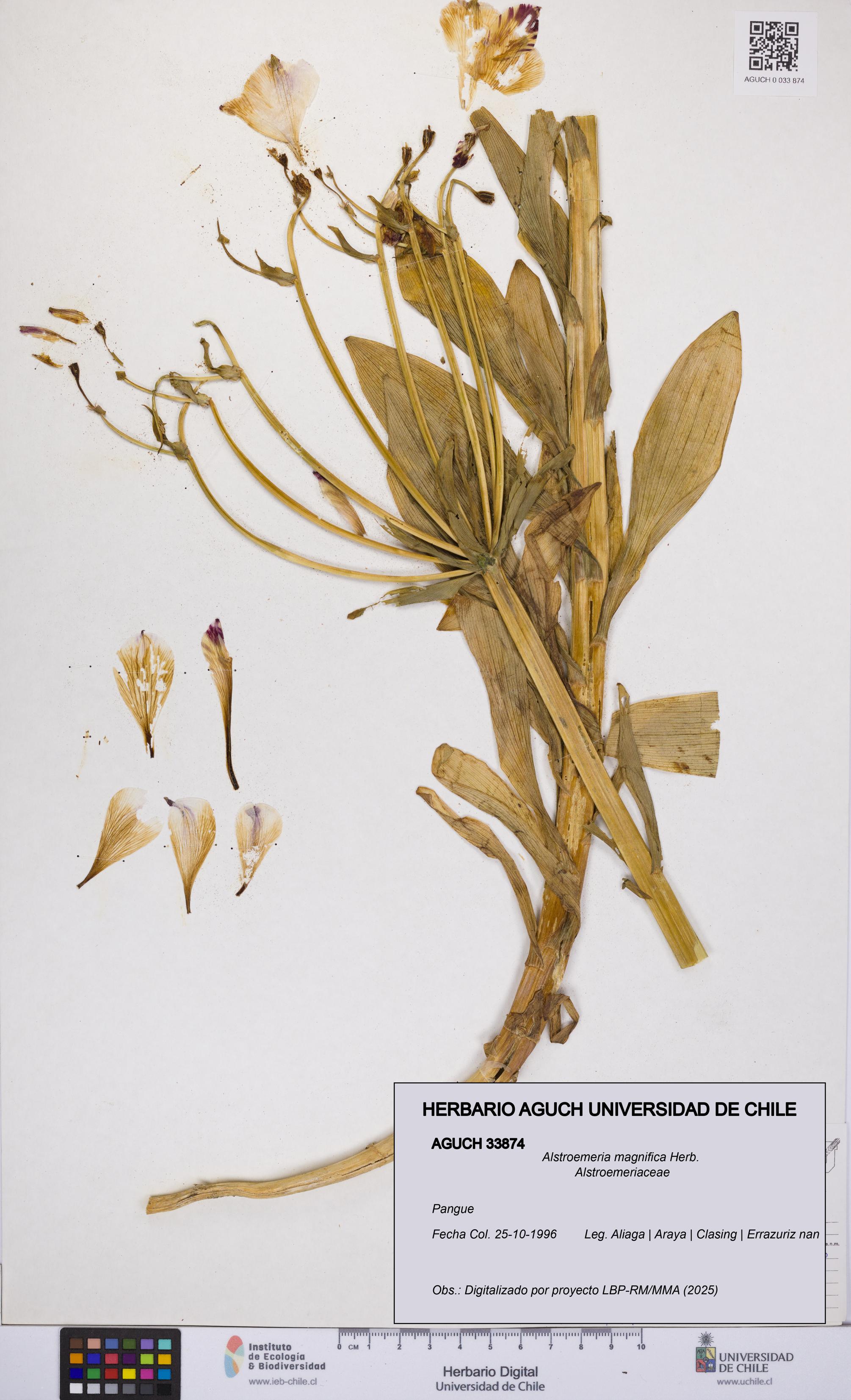 Alstroemeria magnifica [Espécimen: UCH:AGUCH:0033874]