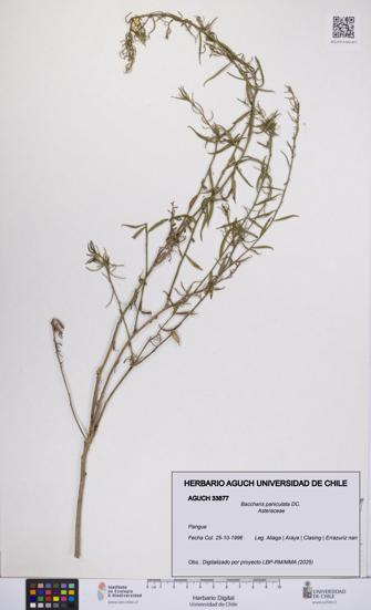 Baccharis paniculata [Espécimen: UCH:AGUCH:0033877]
