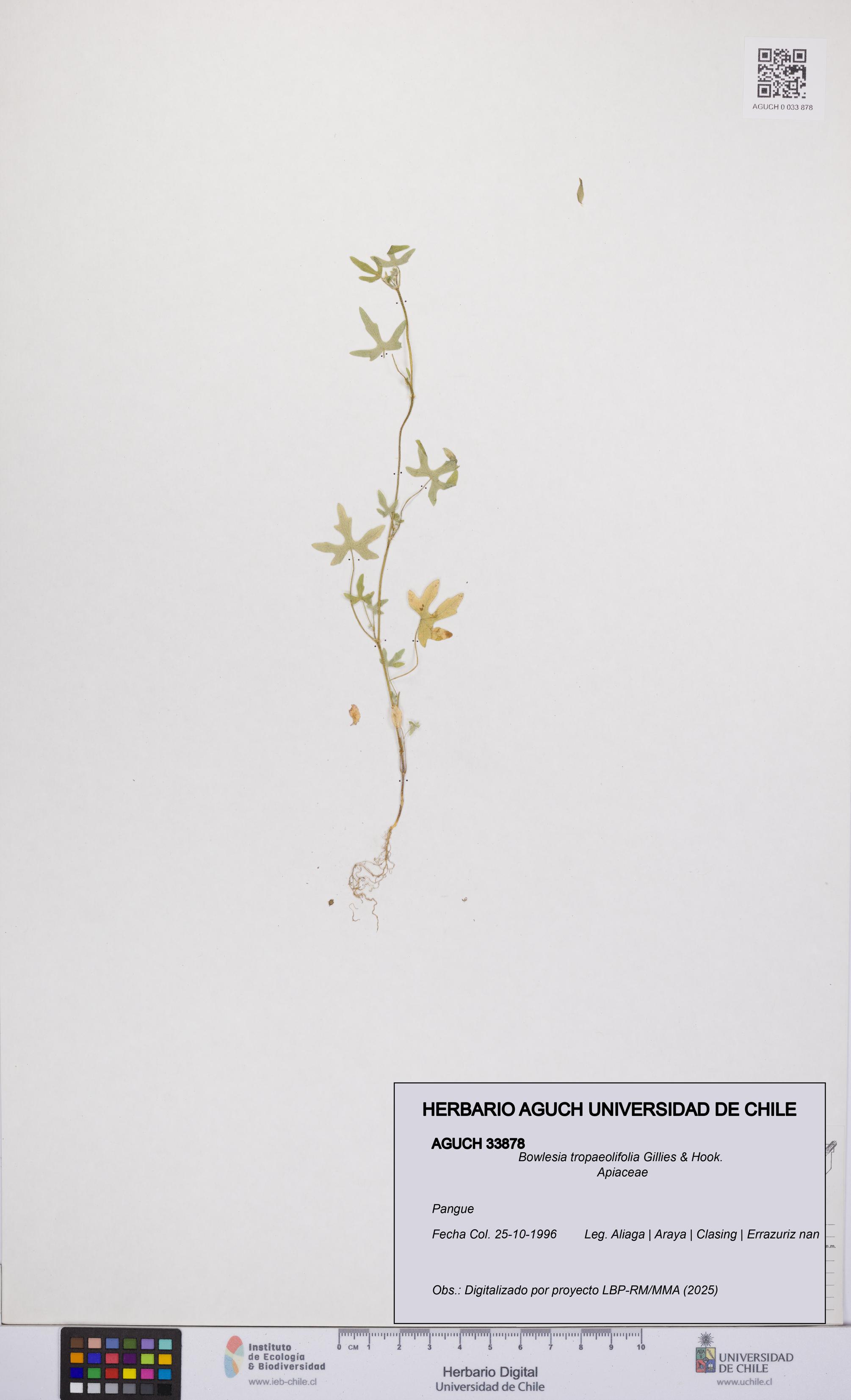 Bowlesia tropaeolifolia [Espécimen: UCH:AGUCH:0033878]
