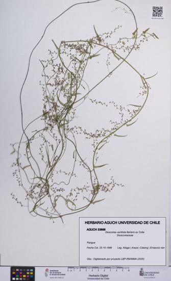 Dioscorea variifolia [Espécimen: UCH:AGUCH:0033888]