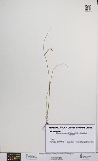 Olsynium junceum [Espécimen: UCH:AGUCH:0033904]