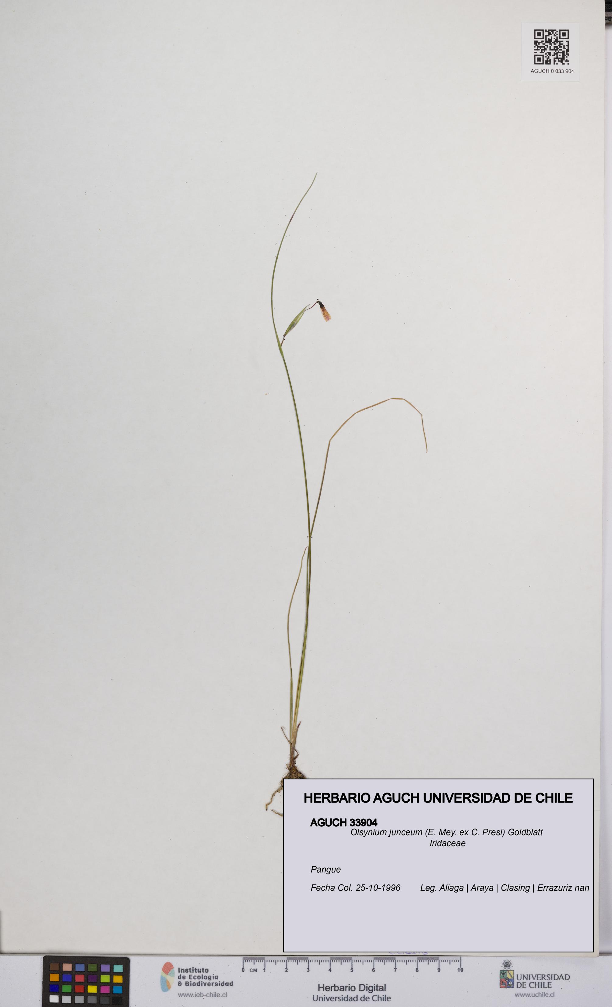 Olsynium junceum [Espécimen: UCH:AGUCH:0033904]