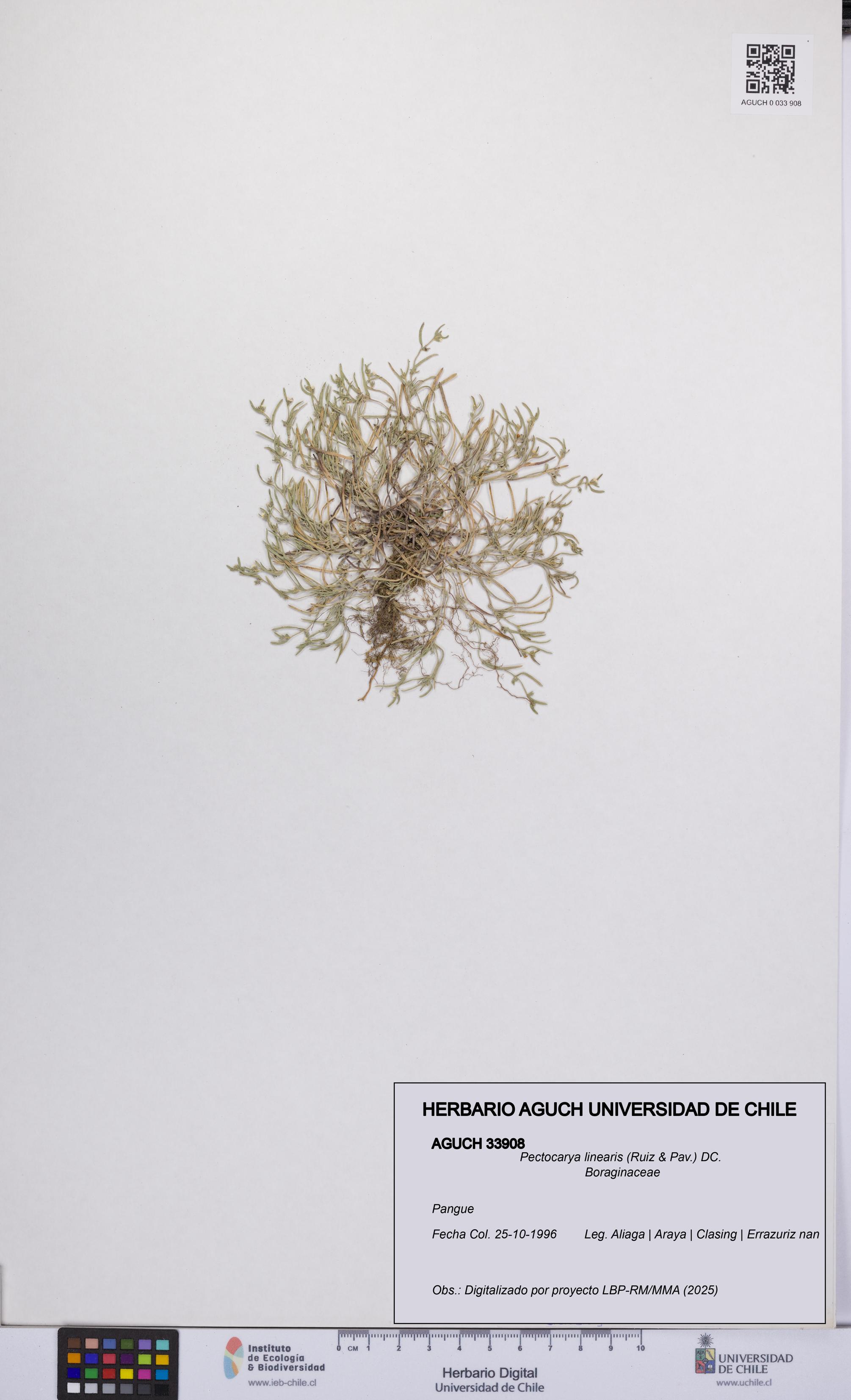 Pectocarya linearis [Espécimen: UCH:AGUCH:0033908]