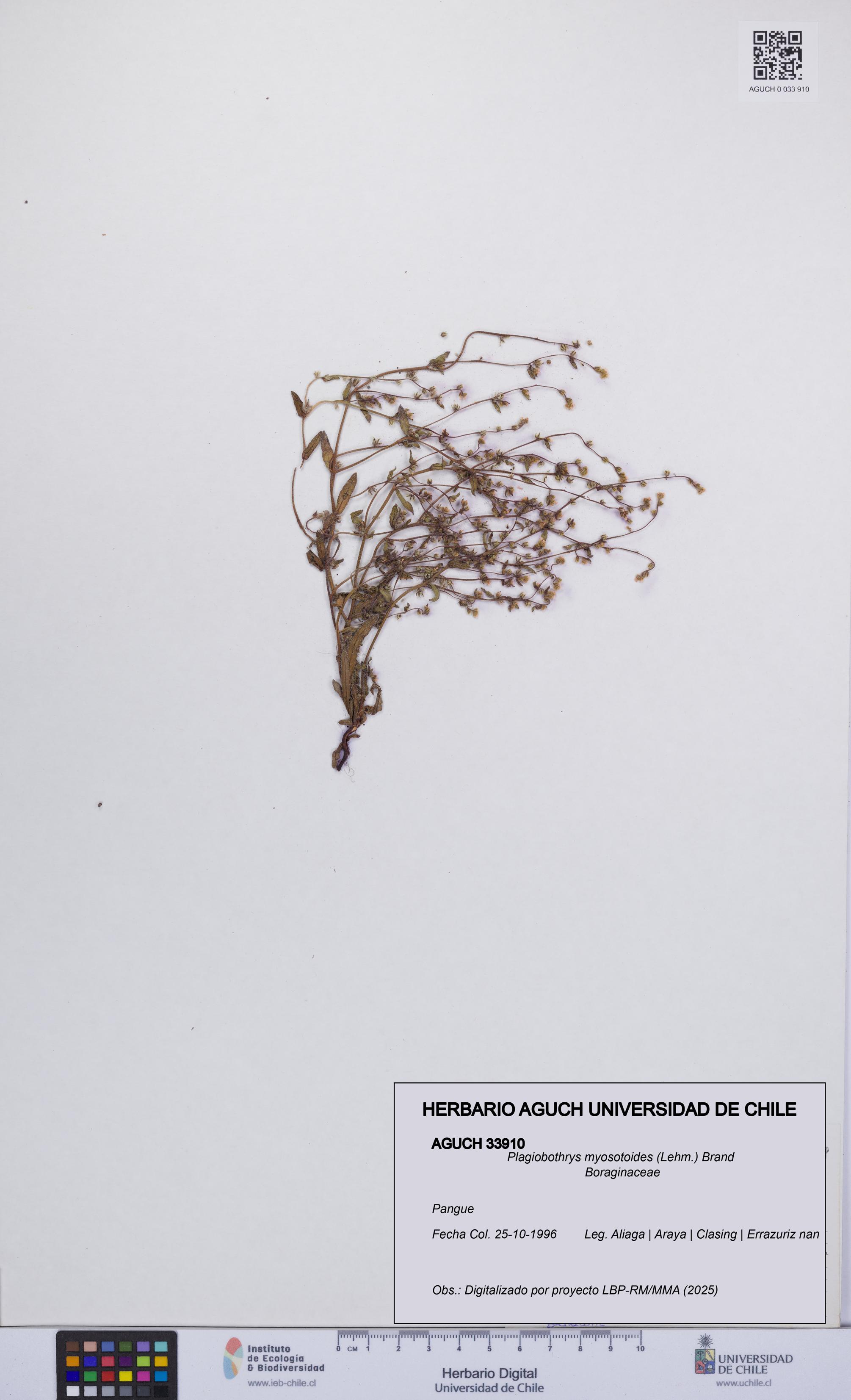 Plagiobothrys myosotoides [Espécimen: UCH:AGUCH:0033910]