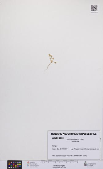 Soliva sessilis [Espécimen: UCH:AGUCH:0033912]