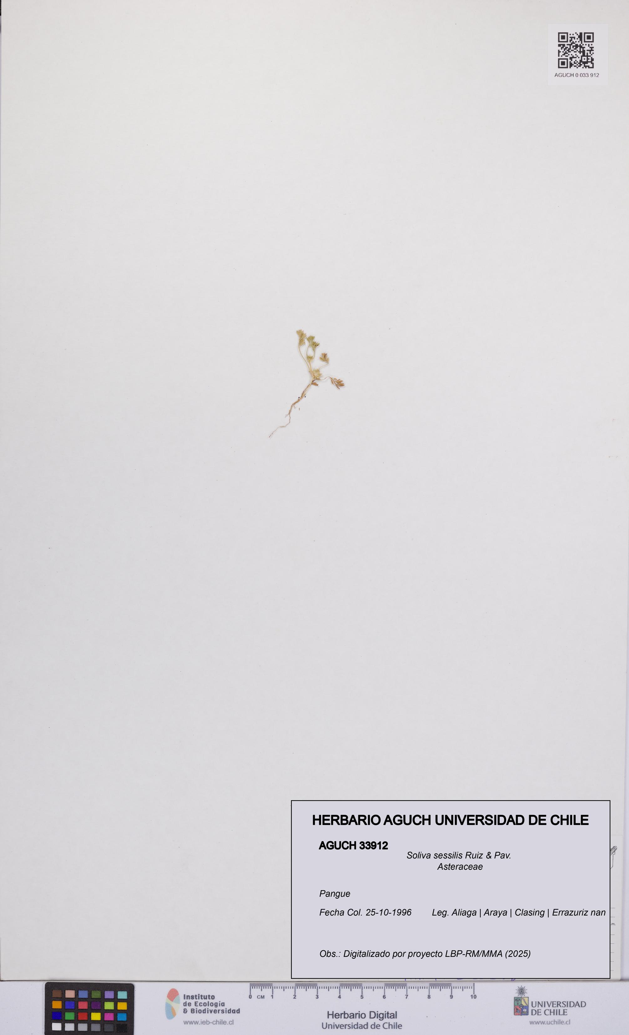 Soliva sessilis [Espécimen: UCH:AGUCH:0033912]