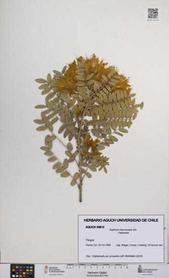 Sophora macrocarpa [Espécimen: UCH:AGUCH:0033913]