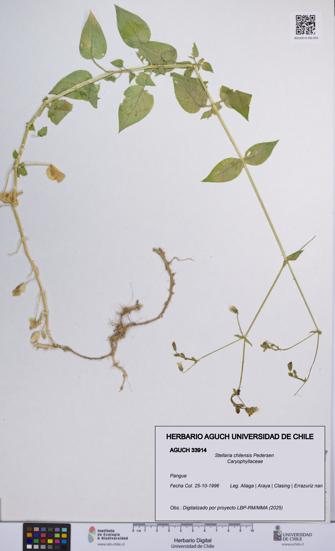Stellaria chilensis [Espécimen: UCH:AGUCH:0033914]