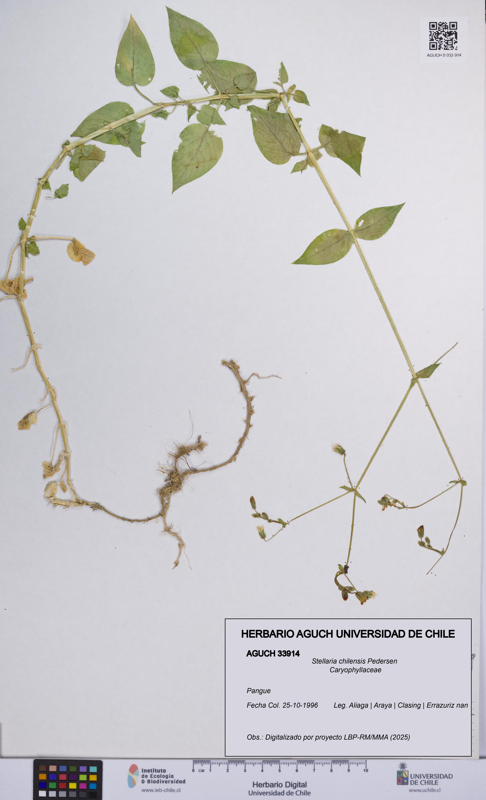 Stellaria chilensis [Espécimen: UCH:AGUCH:0033914]