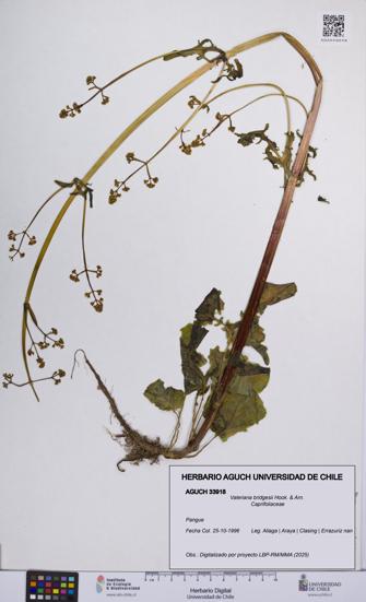 Valeriana bridgesii [Espécimen: UCH:AGUCH:0033918]