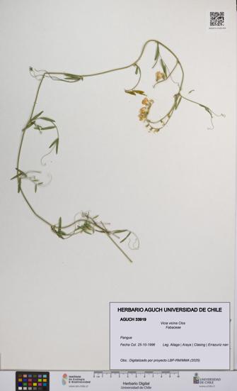 Vicia vicina [Espécimen: UCH:AGUCH:0033919]