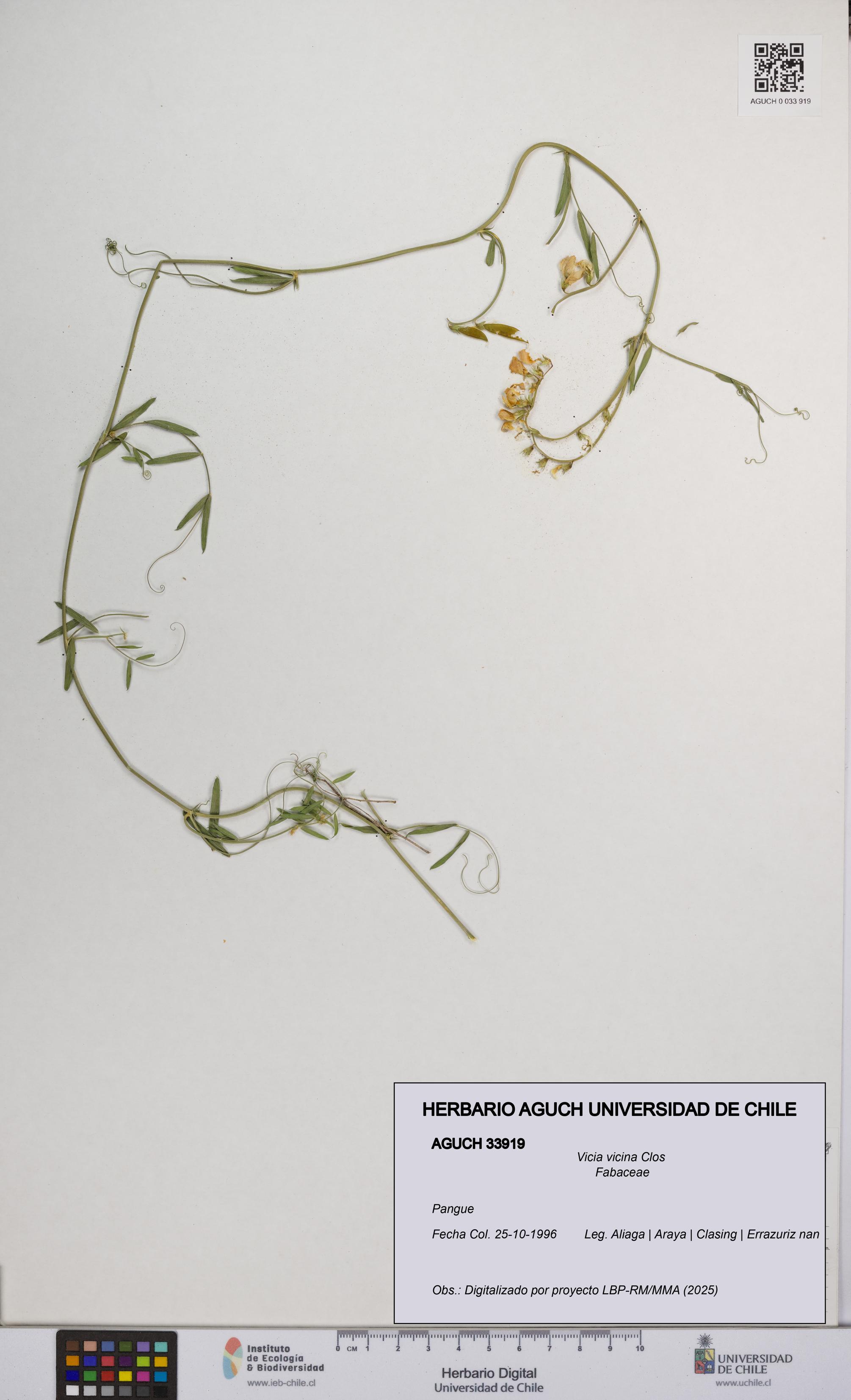 Vicia vicina [Espécimen: UCH:AGUCH:0033919]