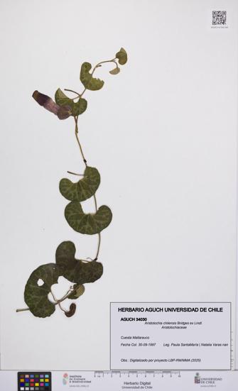 Aristolochia chilensis [Espécimen: UCH:AGUCH:0034030]