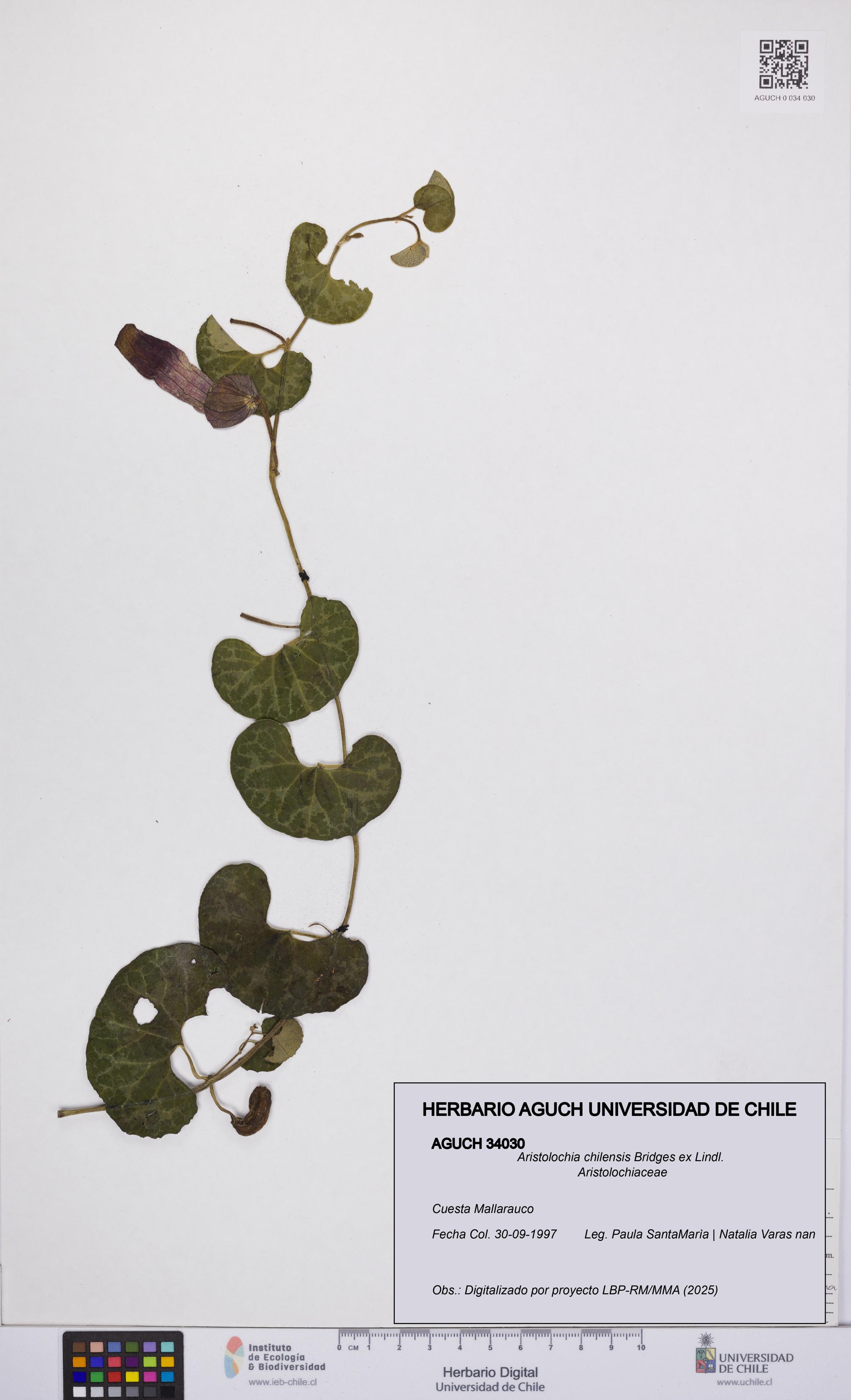 Aristolochia chilensis [Espécimen: UCH:AGUCH:0034030]