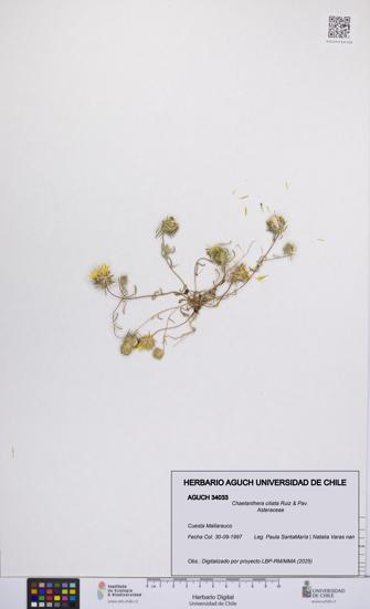 Chaetanthera ciliata [Espécimen: UCH:AGUCH:0034033]