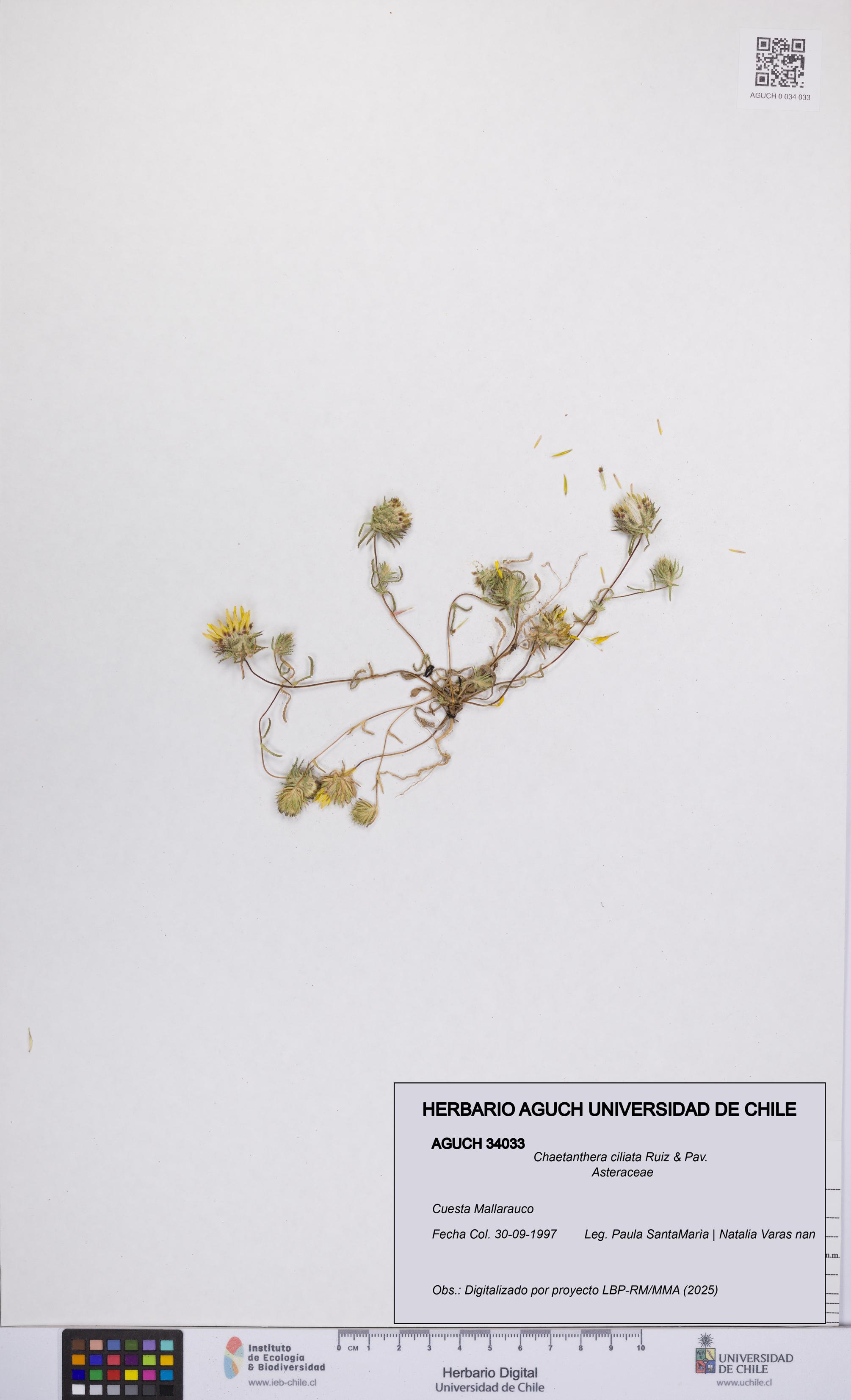 Chaetanthera ciliata [Espécimen: UCH:AGUCH:0034033]