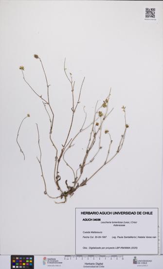 Leucheria tomentosa [Espécimen: UCH:AGUCH:0034036]