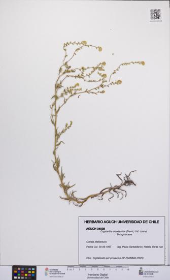 Cryptantha clandestina [Espécimen: UCH:AGUCH:0034038]