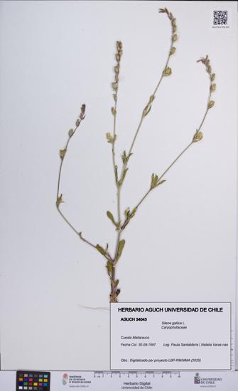Silene gallica [Espécimen: UCH:AGUCH:0034043]