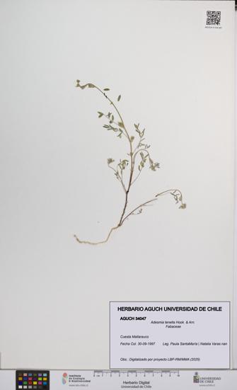 Adesmia tenella [Espécimen: UCH:AGUCH:0034047]