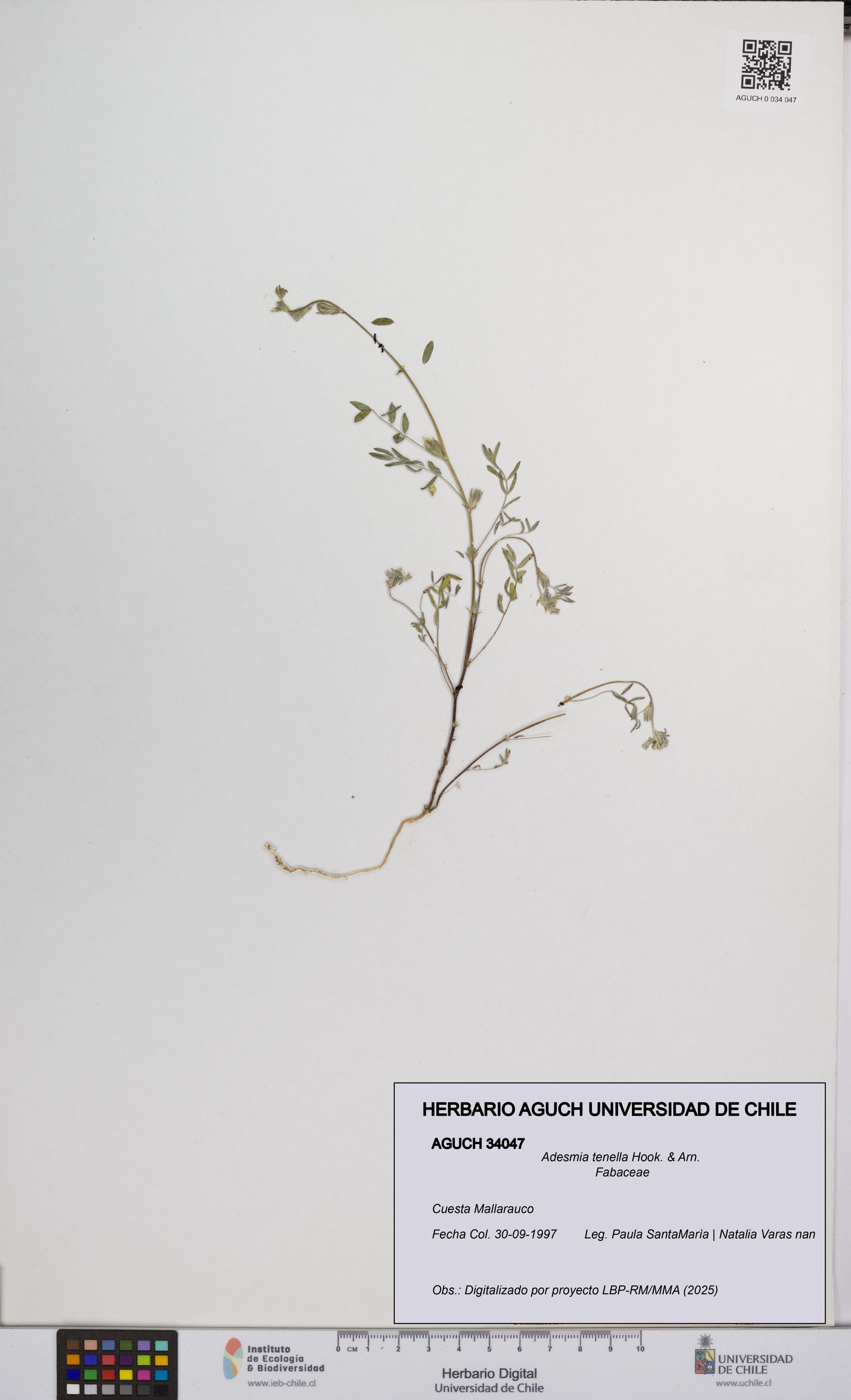 Adesmia tenella [Espécimen: UCH:AGUCH:0034047]