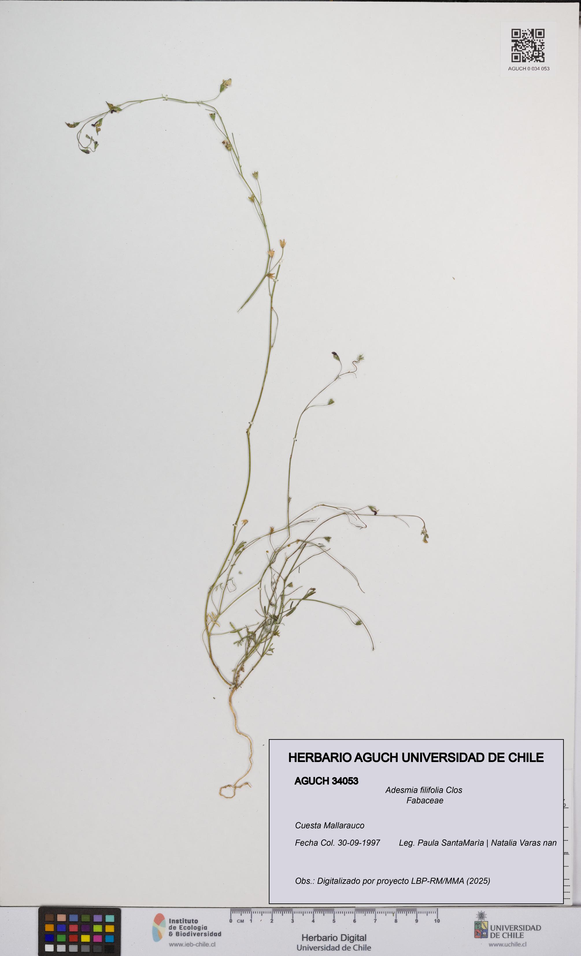 Adesmia filifolia [Espécimen: UCH:AGUCH:0034053]