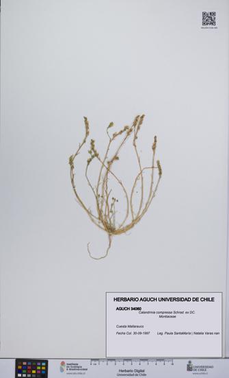 Calandrinia compressa [Espécimen: UCH:AGUCH:0034060]