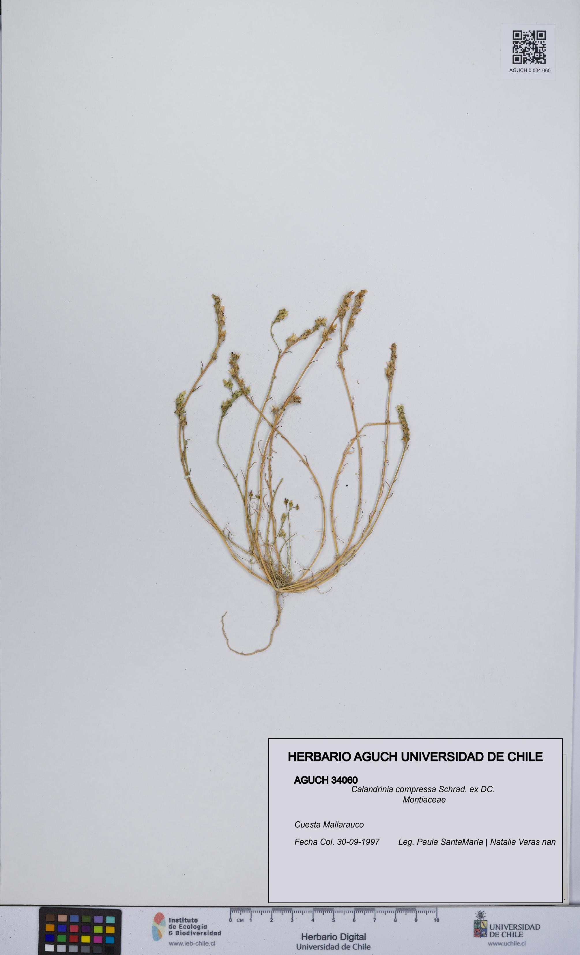 Calandrinia compressa [Espécimen: UCH:AGUCH:0034060]