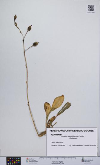 Cistanthe grandiflora [Espécimen: UCH:AGUCH:0034061]