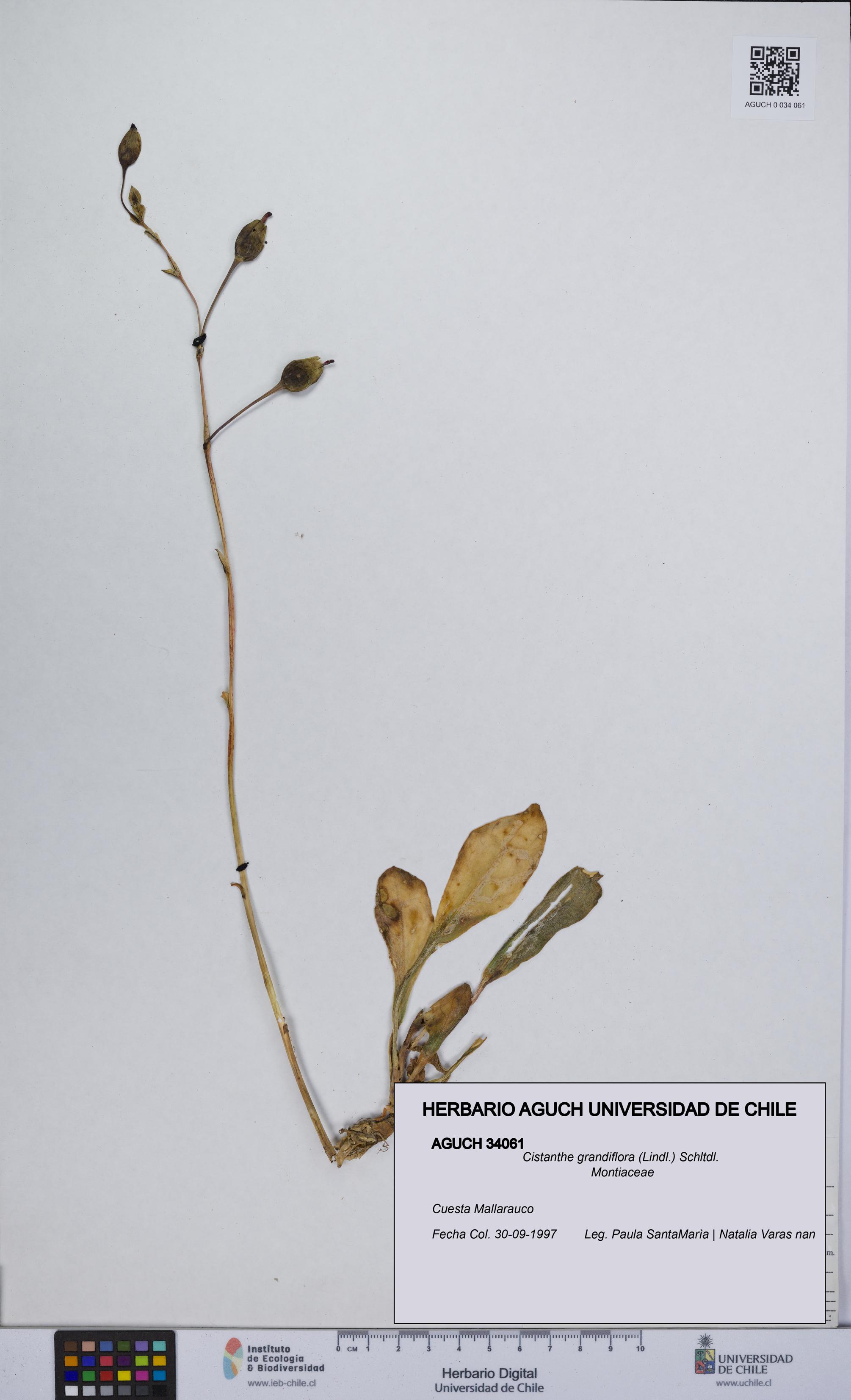 Cistanthe grandiflora [Espécimen: UCH:AGUCH:0034061]