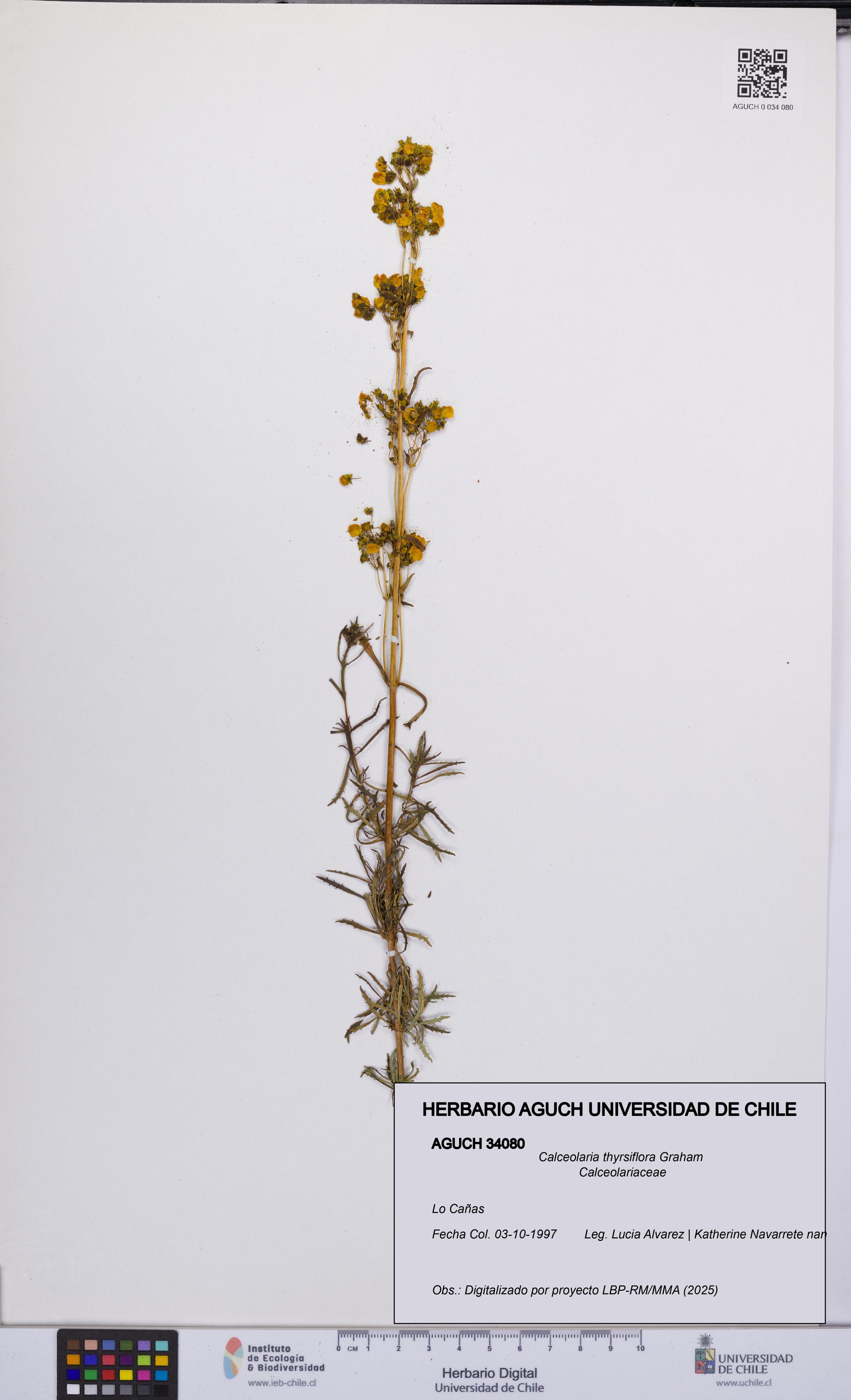 Calceolaria thyrsiflora [Espécimen: UCH:AGUCH:0034080]