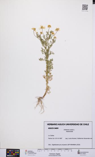 Anthemis cotula [Espécimen: UCH:AGUCH:0034081]