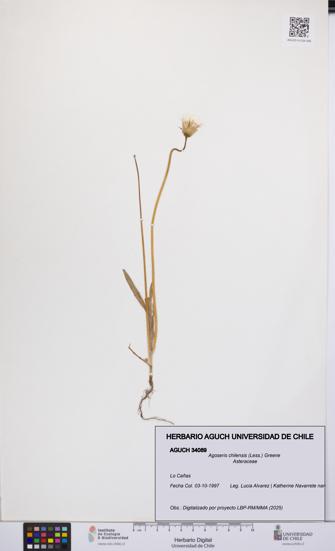Agoseris chilensis [Espécimen: UCH:AGUCH:0034089]