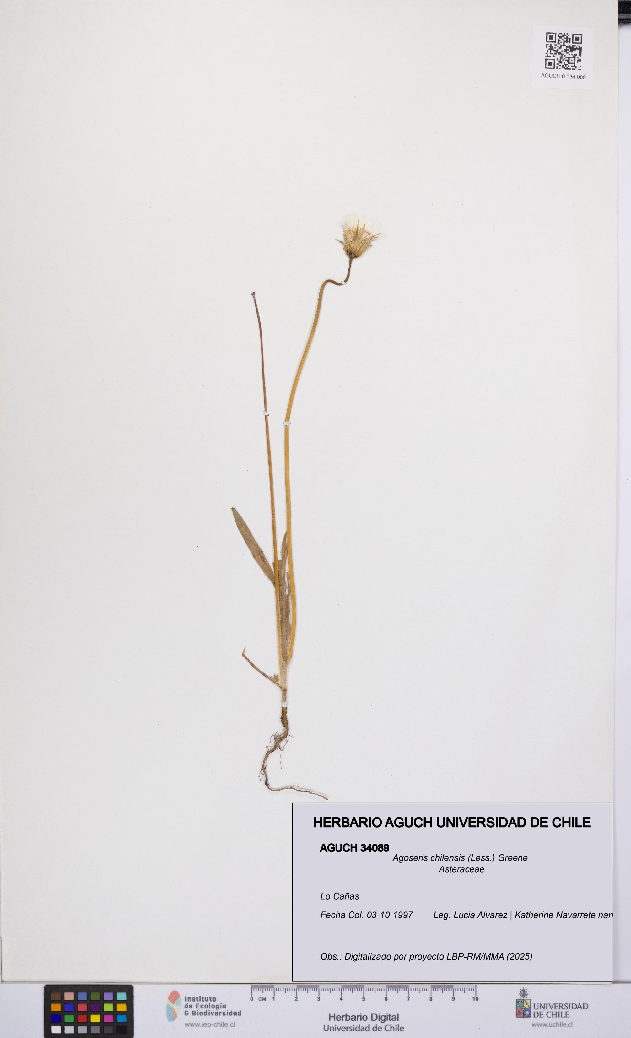 Agoseris chilensis [Espécimen: UCH:AGUCH:0034089]