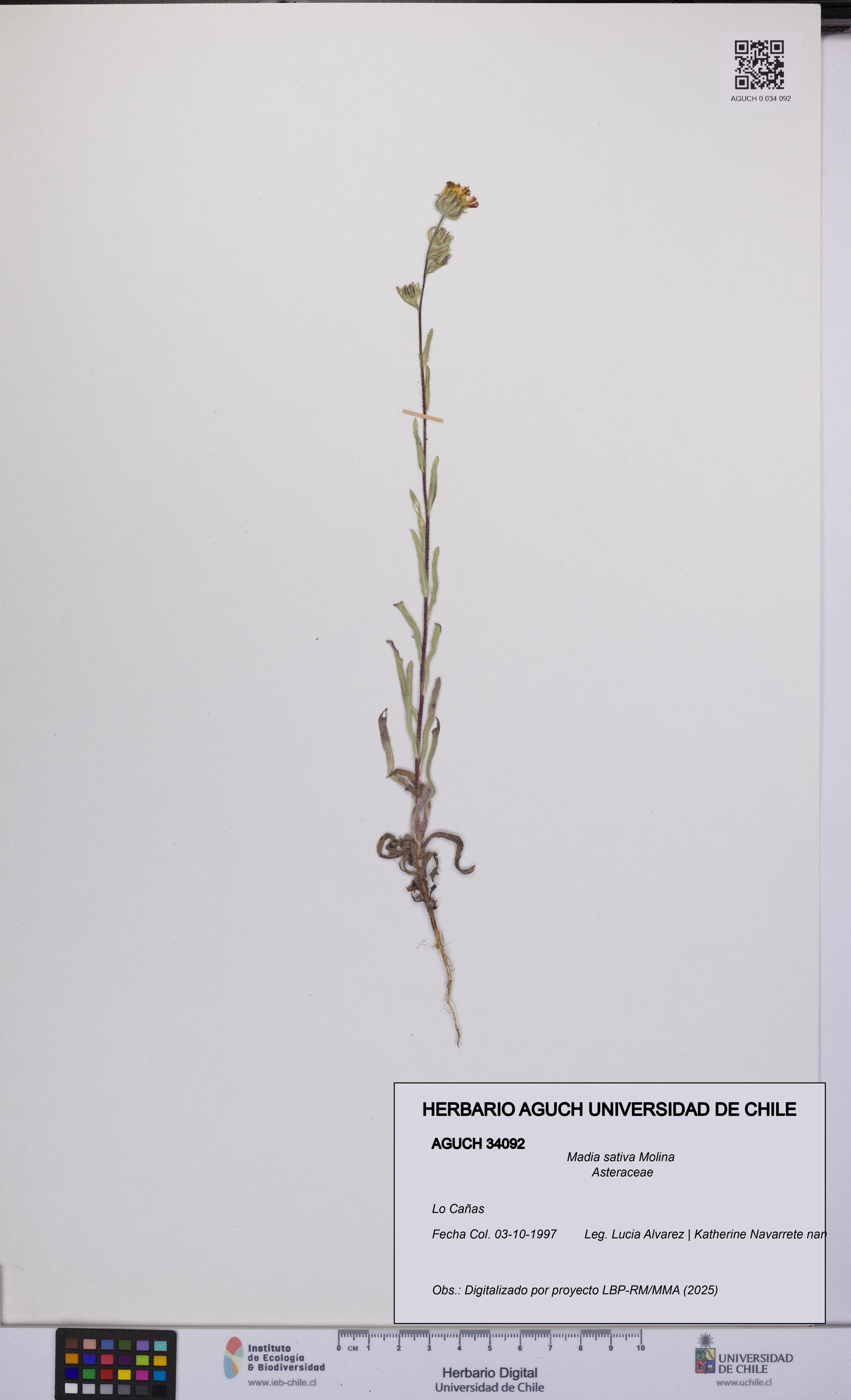 Madia sativa [Espécimen: UCH:AGUCH:0034092]