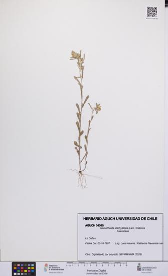 Gamochaeta stachydifolia [Espécimen: UCH:AGUCH:0034095]