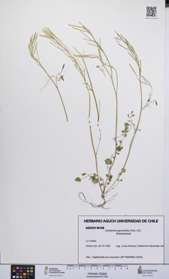 Cardamine geraniifolia [Espécimen: UCH:AGUCH:0034102]