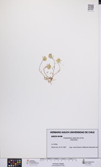 Chaetanthera ciliata [Espécimen: UCH:AGUCH:0034109]
