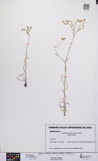 Cryptantha linearis [Espécimen: UCH:AGUCH:0034114]