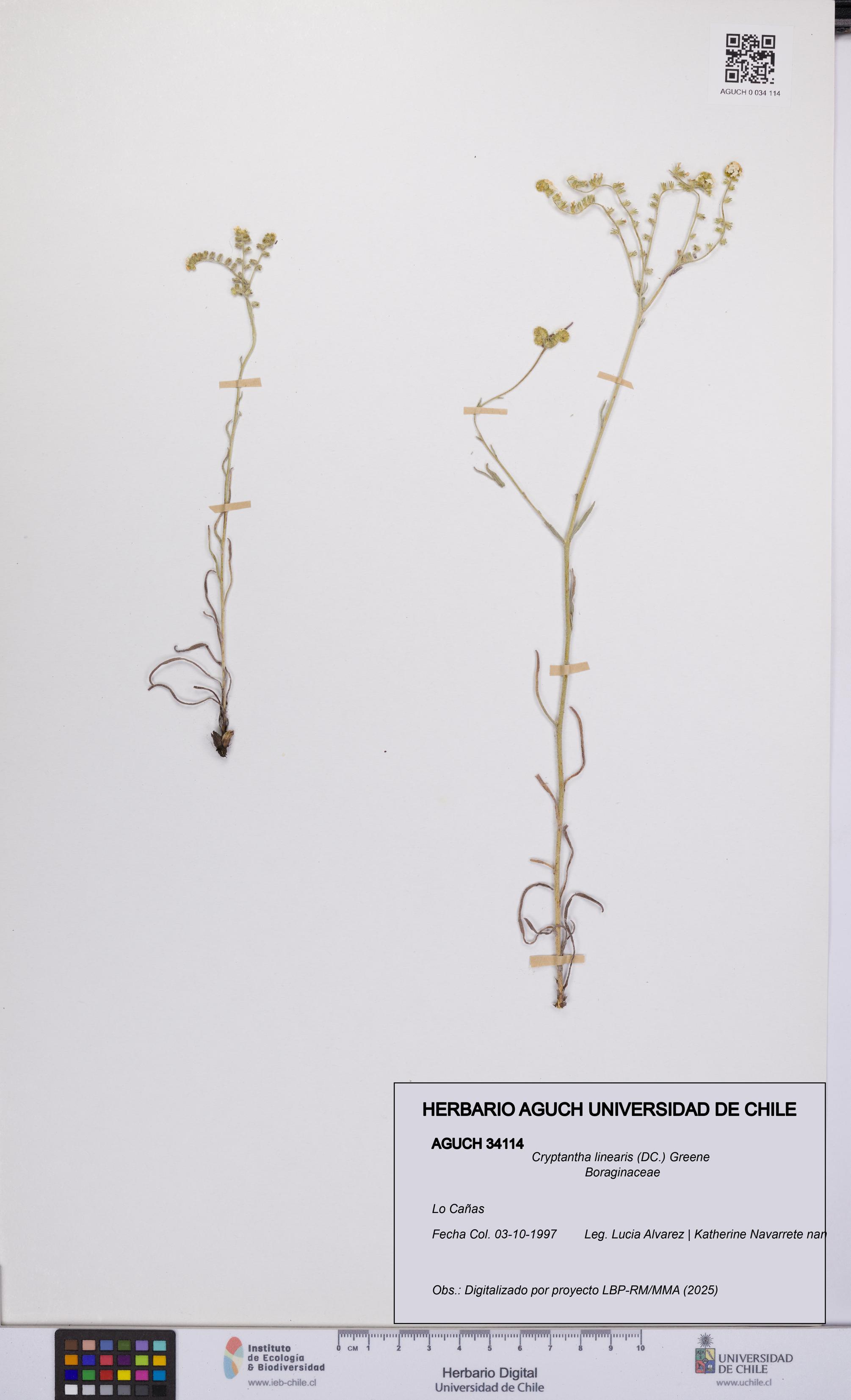 Cryptantha linearis [Espécimen: UCH:AGUCH:0034114]